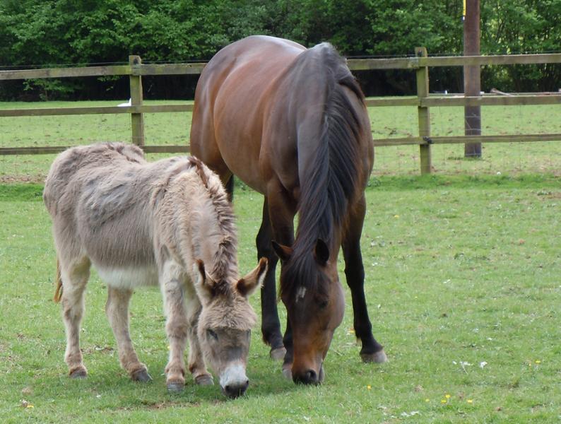 Equable | Powder Horse Calmer