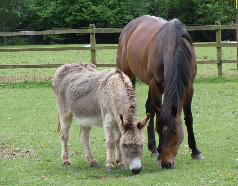Equable | Powder Horse Calmer