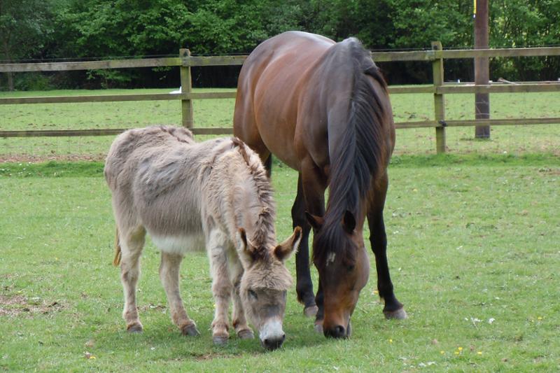 Equable | Powder Horse Calmer