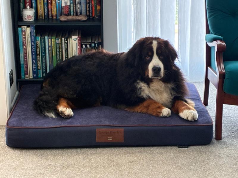 Hythe Dog Mattress - Twilight - XL- Bed with Memory Topper Mattress - George Barclay
