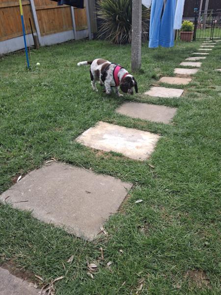 Advantage Spot On Flea Treatment