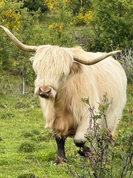 Country Roads of Scotland