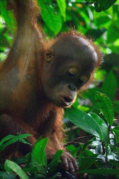 5862-Best of Borneo