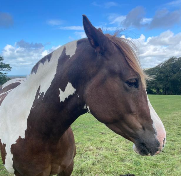 LAMINO for Horses