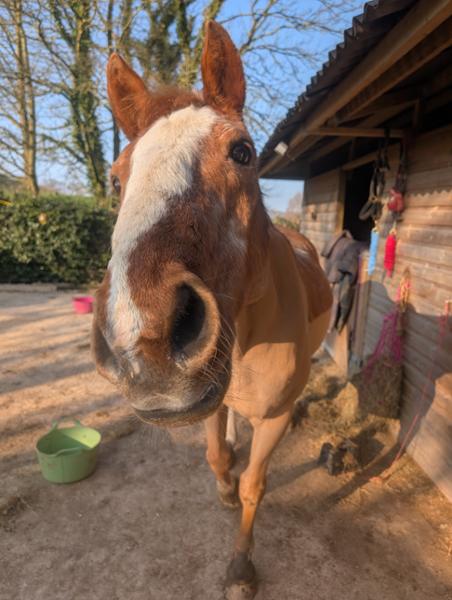 PRO-CHOICE FWS Faecal Water Supplement For Horses