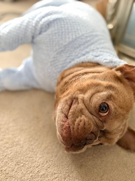 Dental Stick Bundle For Dogs