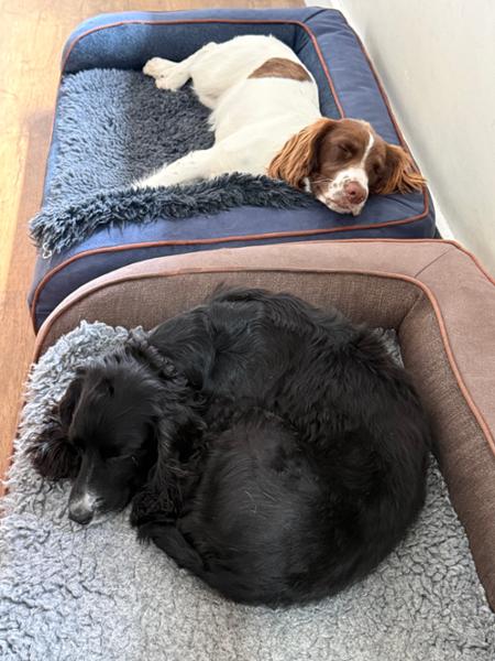 Holbury Dog Sofa Bed - Moonlight - Medium - Bed with Memory Topper Mattress - George Barclay
