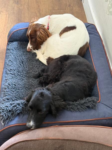 Holbury Dog Sofa Bed - Moonlight - Medium - Bed with Memory Topper Mattress - George Barclay