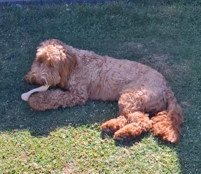 BetterBone Dog Chew Toys MEDIUM Durability 3 Sizes