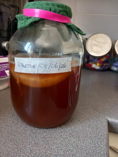 Organic Kombucha Scoby