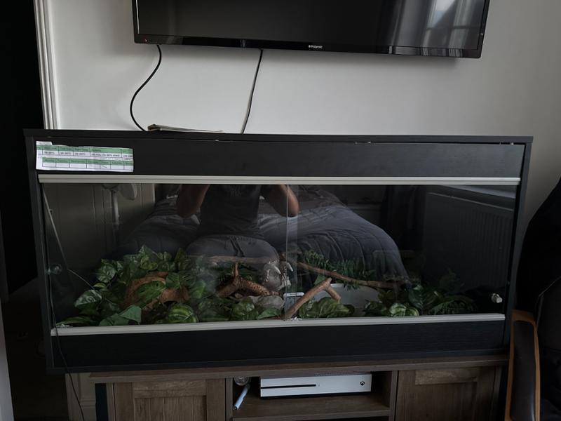Good review on swells reptiles