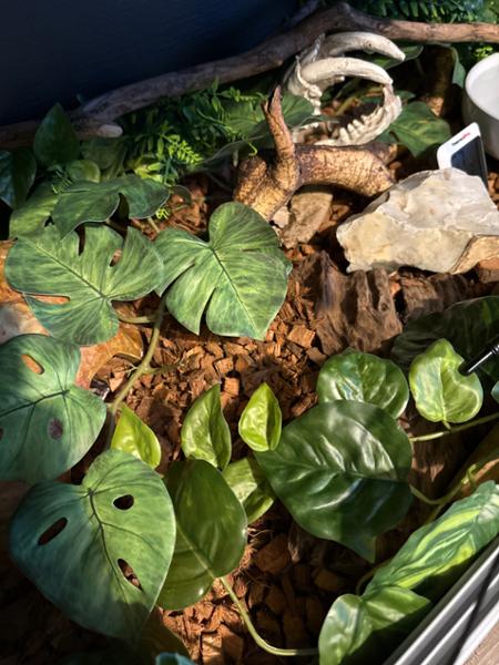 Good review on swells reptiles