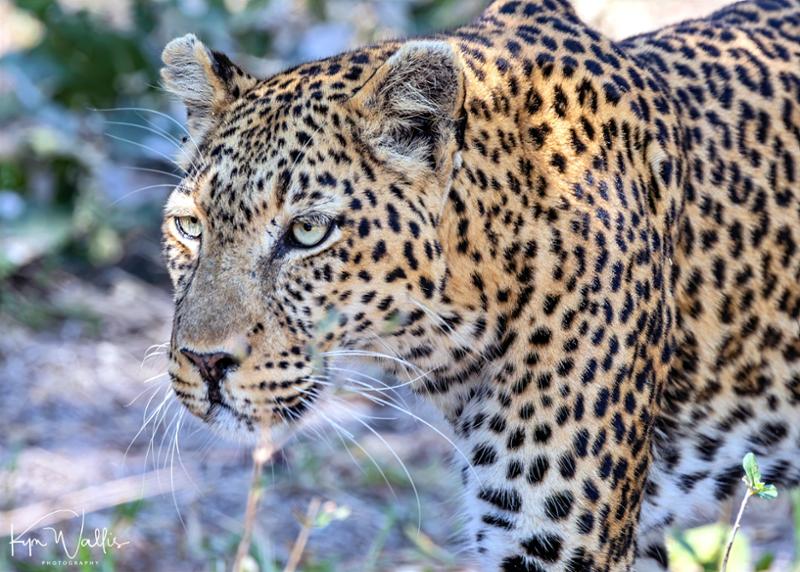 5462-Ultimate African Adventure