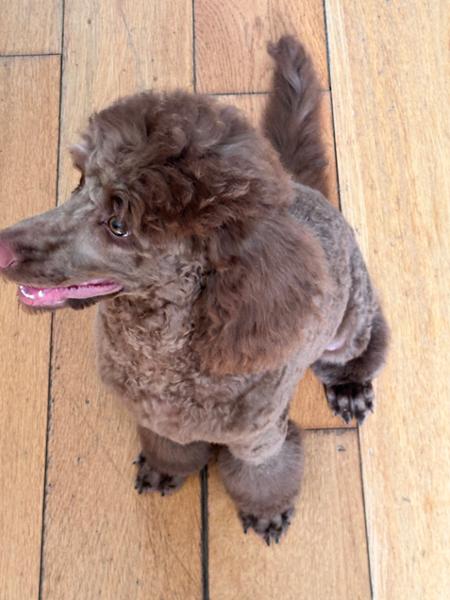Paleo Puppy Beef Tripe and Duck (500g)