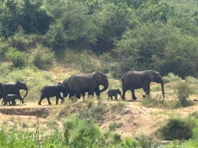 4513-Uganda Wildlife Discovery