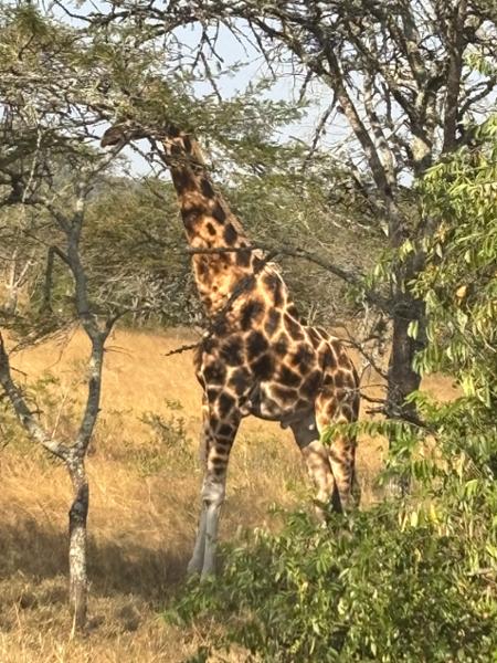 4513-Uganda Wildlife Discovery