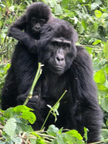 4513-Uganda Wildlife Discovery