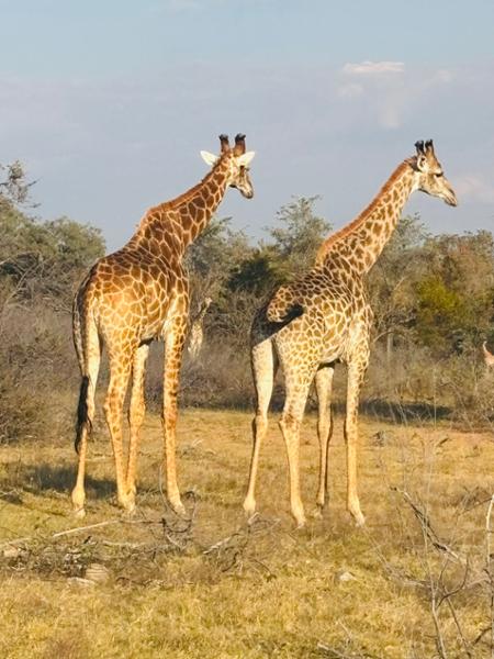5145-5-Star African Safari