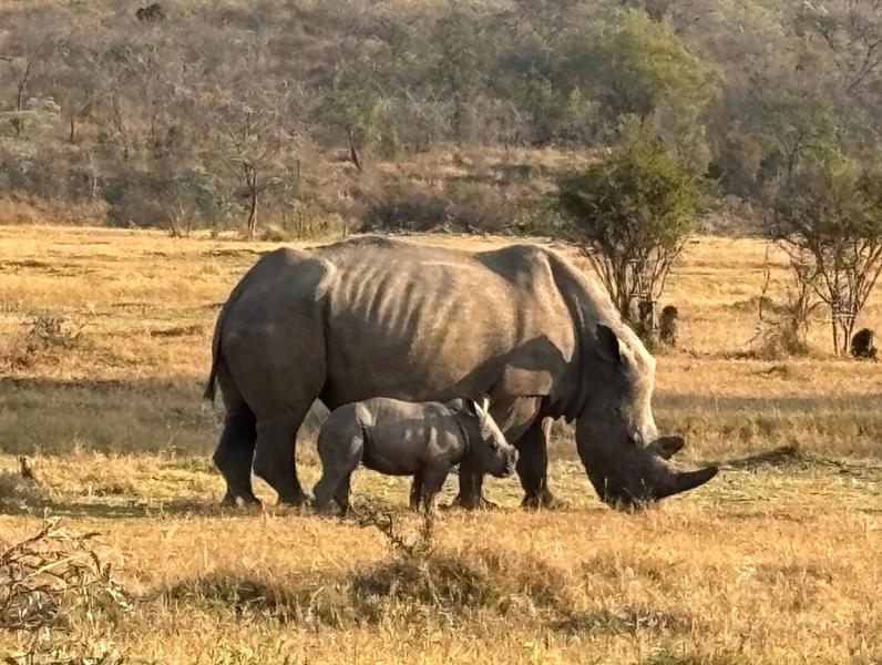 5145-5-Star African Safari