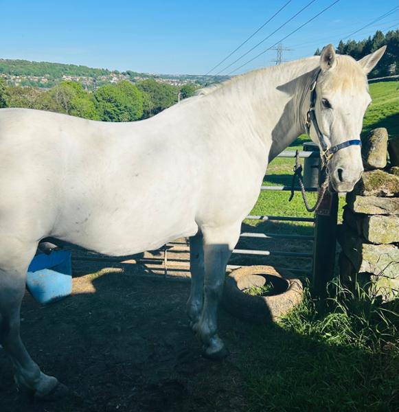 Hardy Hoof - 136 Days Supply (9kg)