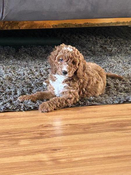 McAdams Free Range Chicken Puppy