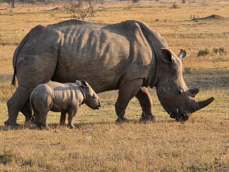 5145-5-Star African Safari