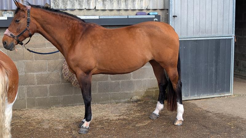 Super Concentrated Senior Balancer - For horses and ponies over 14 years