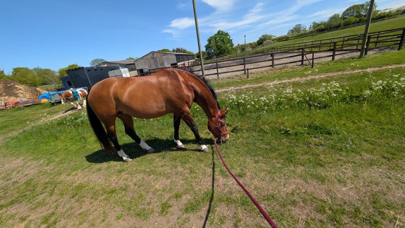Super Concentrated Senior Balancer - For horses and ponies over 14 years