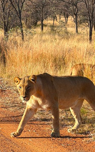 5145-5-Star African Safari