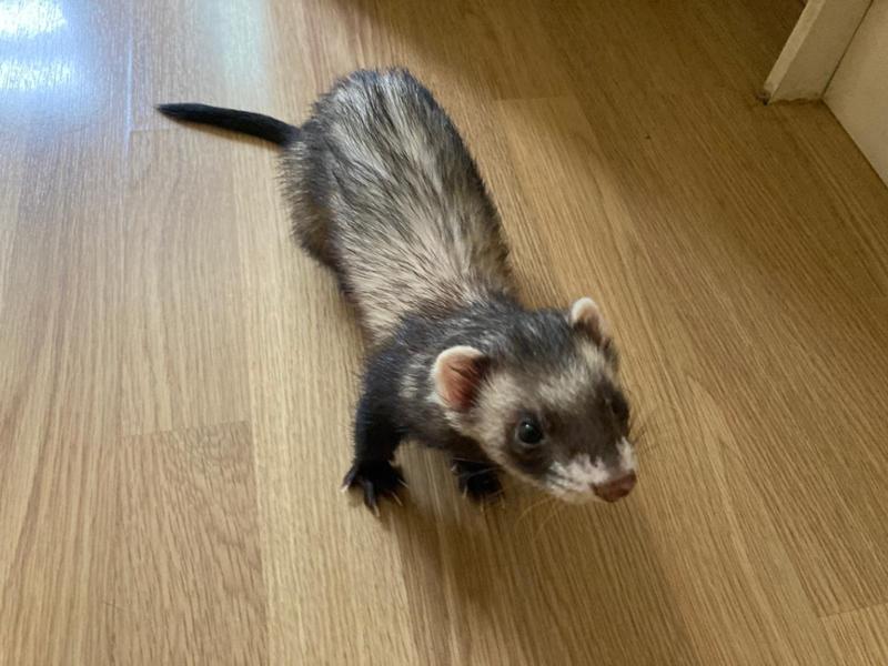 Natural Instinct for Ferrets