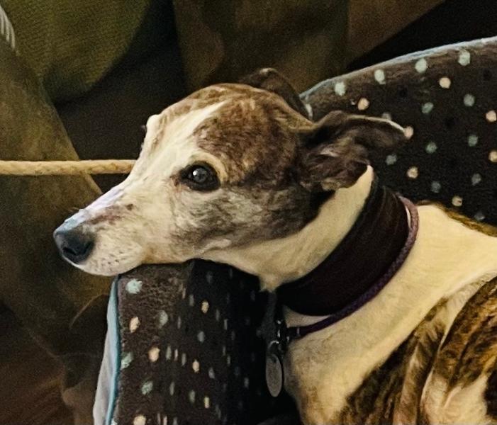 Food that even a very fussy and poorly dog will eat