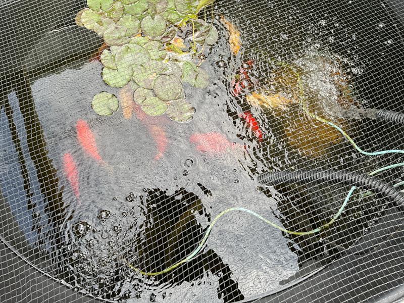 Great pond