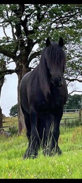 Very happy with Blue Chip