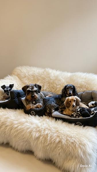 The best you can feed your dog