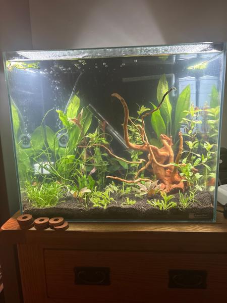 Lovely tank