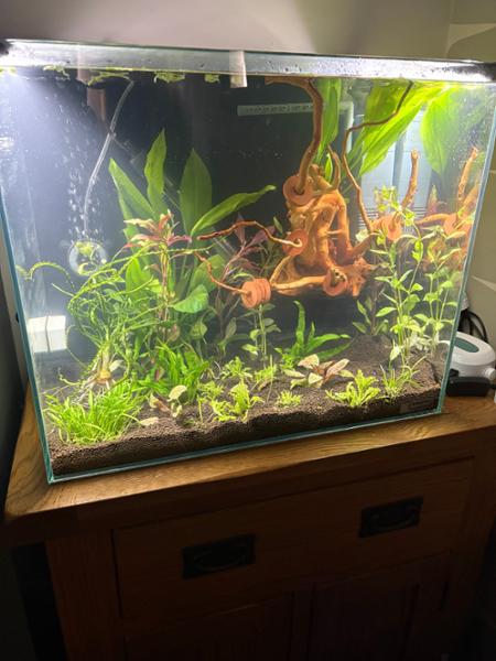Lovely tank
