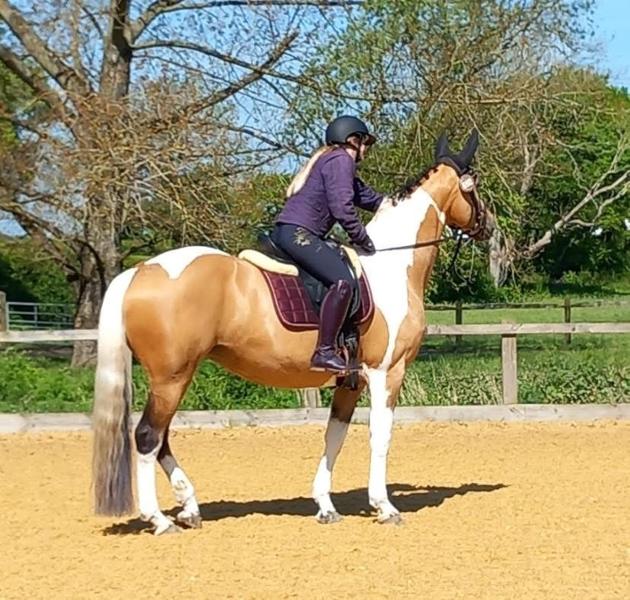 Happy Mare Super Concentrated Feed Balancer