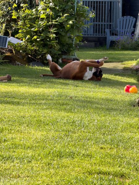 Working Dog Chicken