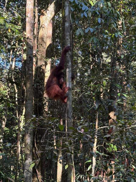 Borneo Adventure