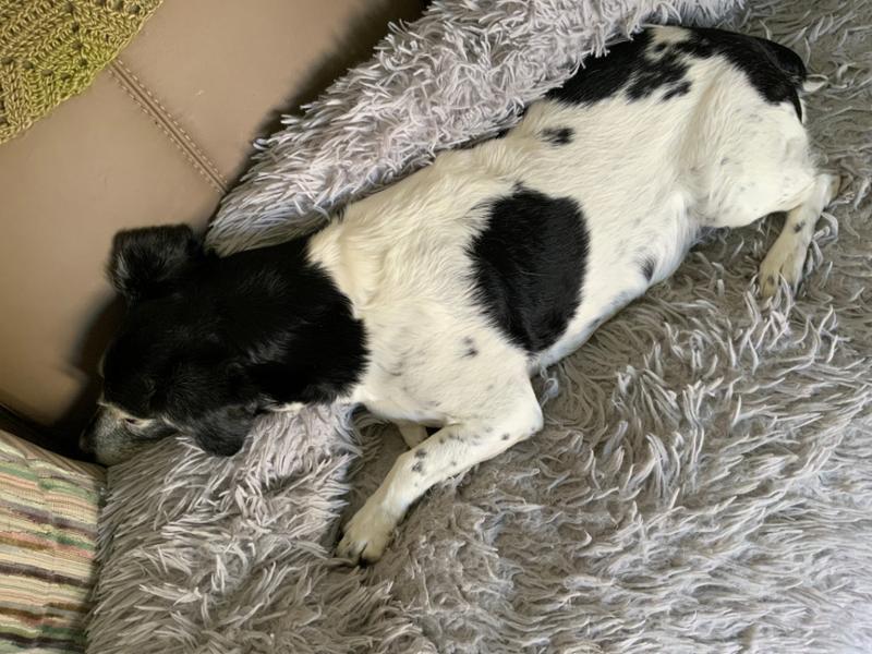Canagan Small Breed Light/Senior 2kg