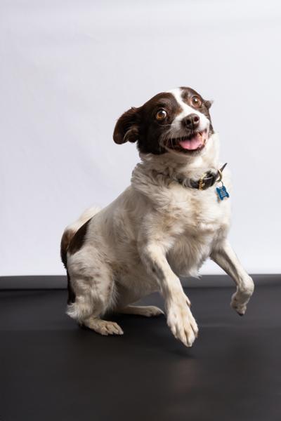 Lily's Kitchen Lean Machine Wet Dog Food