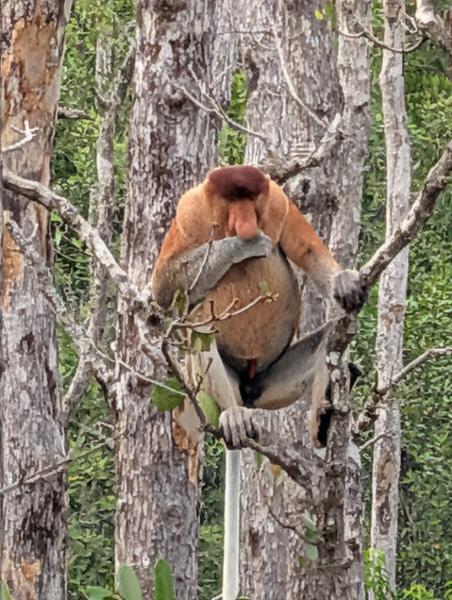 5203-Borneo Discovery