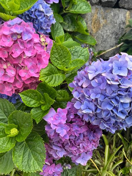 The Azores: Jewels of Portugal on 06/12/2026