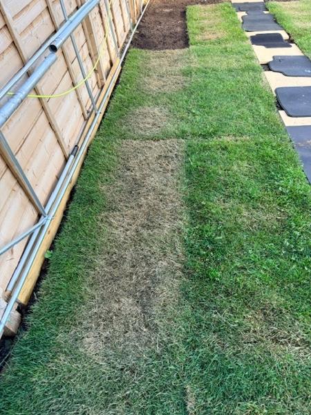 Dead turf