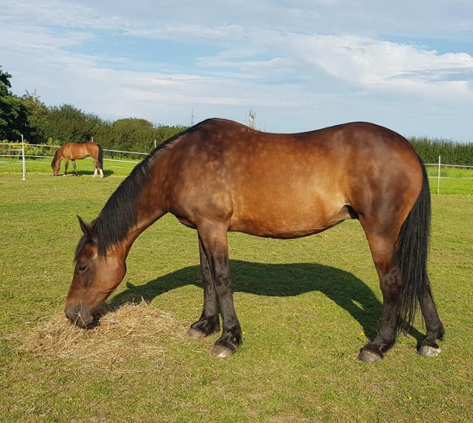 Glucosamine Hydrochloride | Equine Joint Supplement