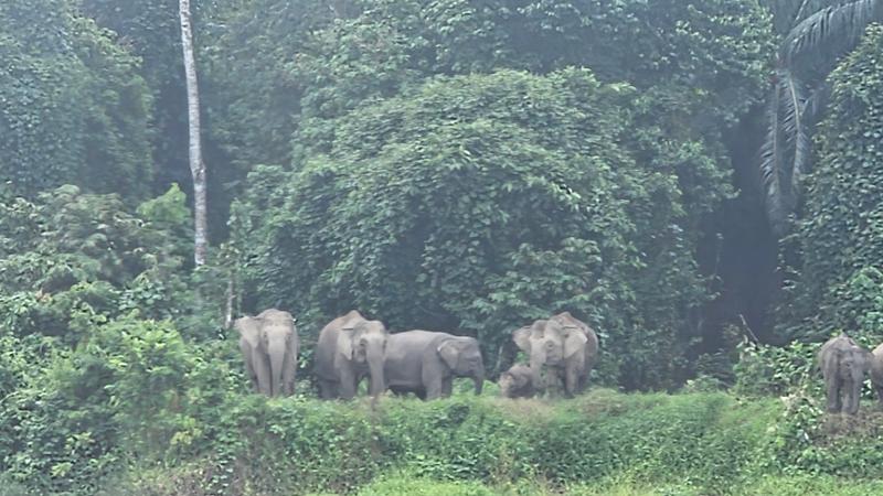 5030-2 for 1 Borneo