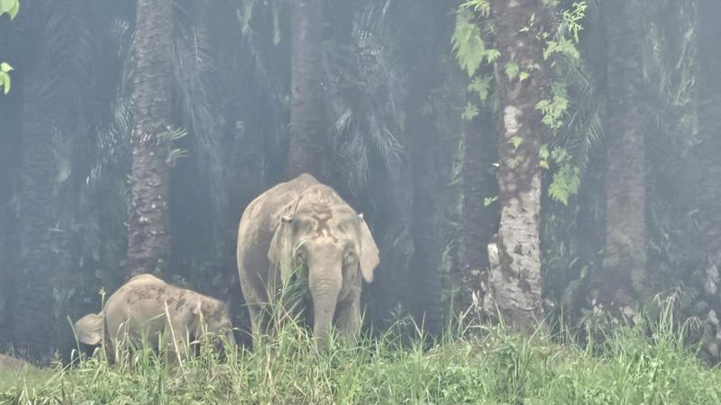 5030-2 for 1 Borneo