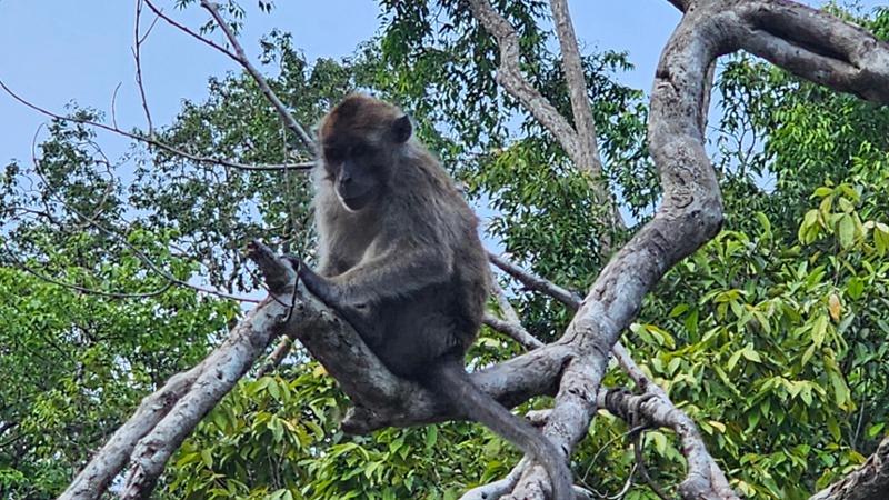 5030-2 for 1 Borneo