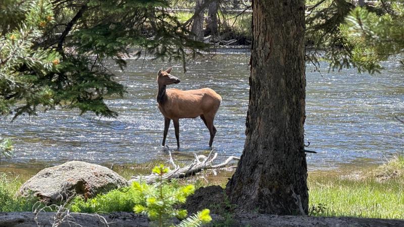 Yellowstone Discovery