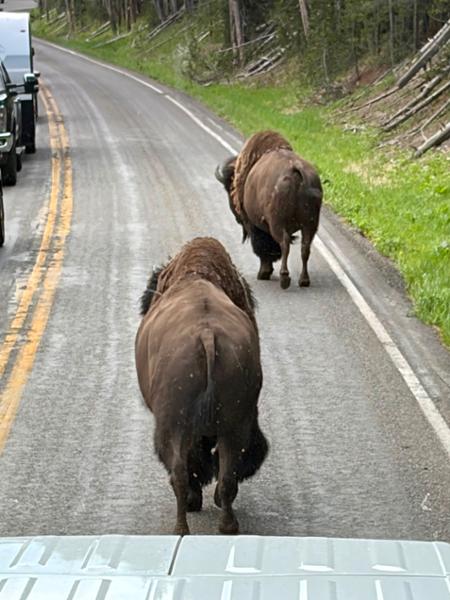 Yellowstone Discovery